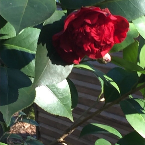 Meet your Posher, Charissa - Picture 2 of 4